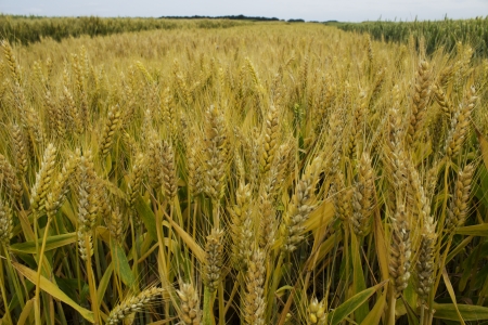 barley field 1の写真素材