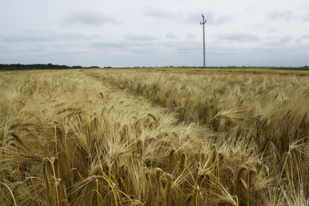barley field の写真素材