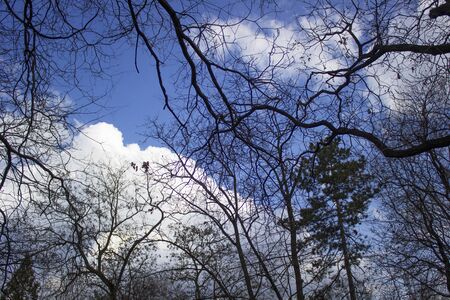 Through the trees nice viewの写真素材