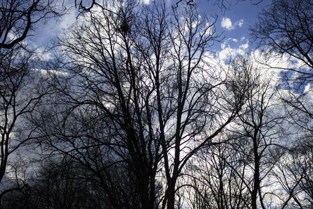 Through the trees nice viewの写真素材
