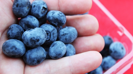 blueberry in handの写真素材
