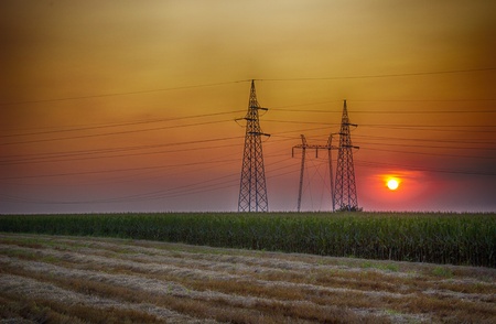 HDR sunflower and electricity pole