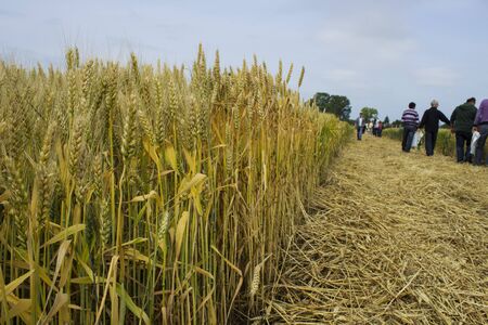 agrocultural fieldの写真素材