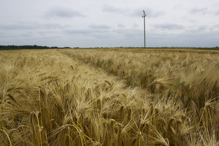 agrocultural fieldの写真素材