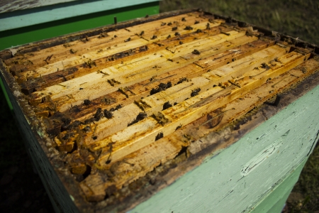 bees frame