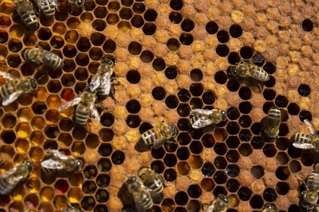 bees frame