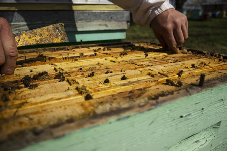 bees frameの写真素材