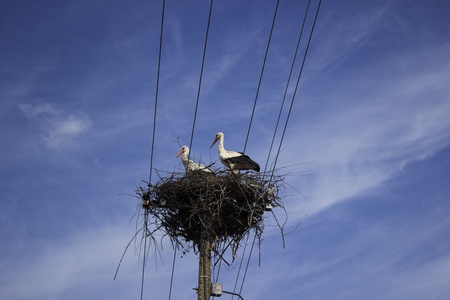 starksの写真素材