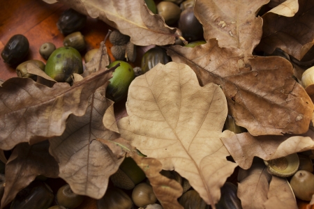 autumn oak leaves and acornsの写真素材