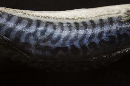 raw mackerel fishの写真素材