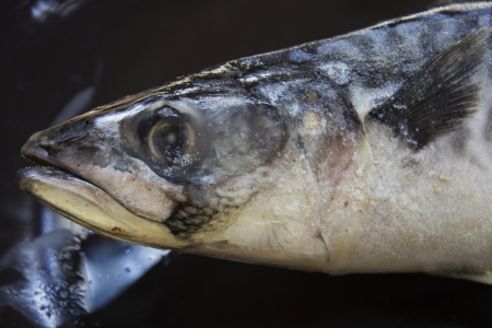 raw mackerel fish