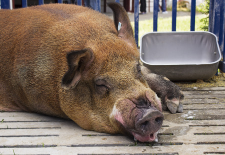 boar