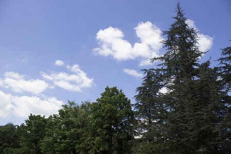 fir pine treeの写真素材