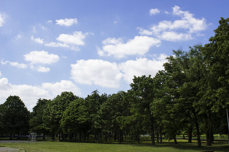 fir pine treeの写真素材