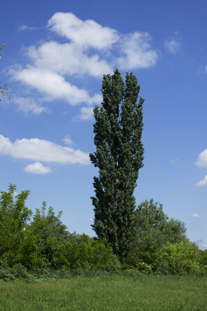 fir pine treeの写真素材