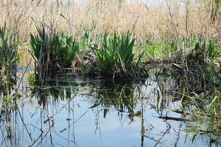 swamp lakeの写真素材
