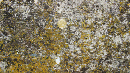  MOSS CONCRETE の写真素材