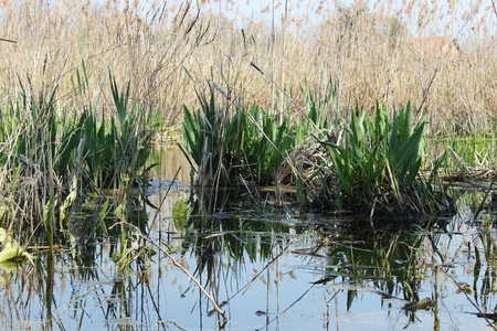 swamp lakeの写真素材
