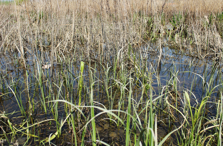 swamp lakeの写真素材
