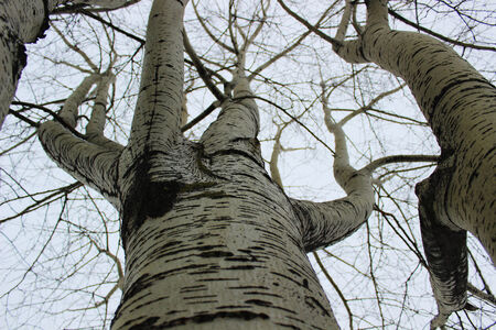 view from the treesの写真素材