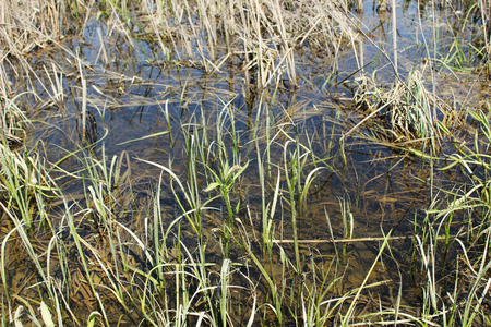 swamp waterの写真素材