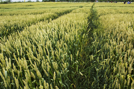agricultural fieldの写真素材
