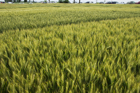 agricultural fieldの写真素材
