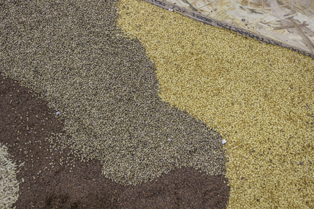 agricultural seeds on the floorの写真素材