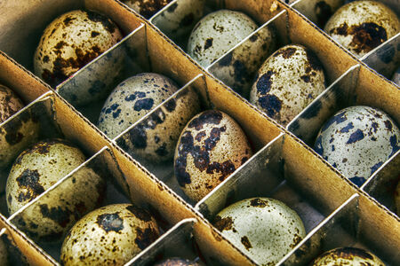 quail eggs, HDR