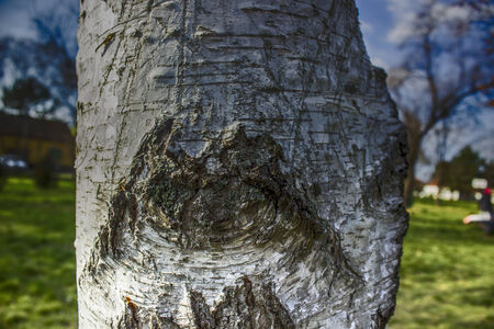 TREE CRUST,   HDR Efex Pro 2 の写真素材