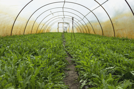 Arugula aka Rocket, Rucola in greenhouseの写真素材