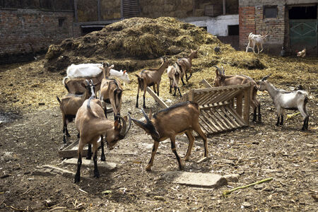 goat village farm の写真素材