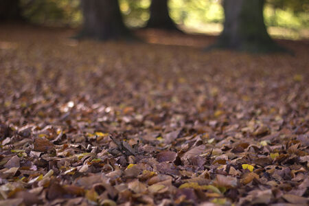 dry autumn leaves entering the fall seasonの写真素材