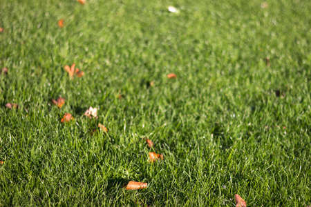 green grassの写真素材