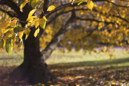 dry autumn leaves entering the fall season