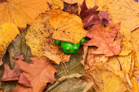 Toy frog in Autumn tree  leavesの写真素材