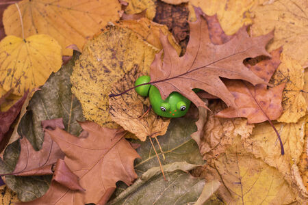 Toy frog in Autumn tree  leavesの写真素材