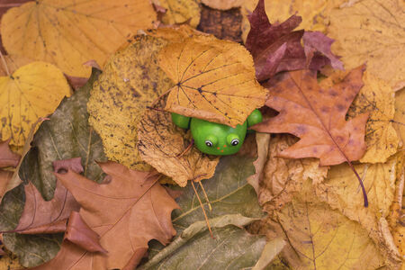 Toy frog in Autumn tree  leavesの写真素材