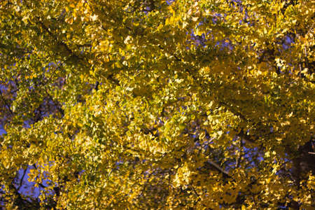 Autumn tree  leavesの写真素材