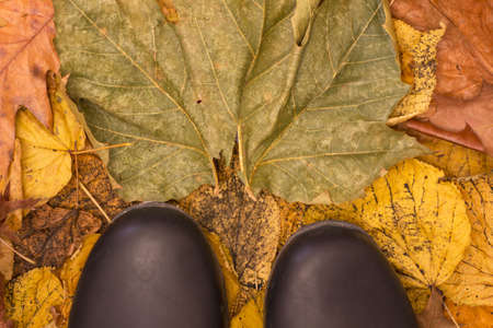 standing in dry autumn leavesの写真素材