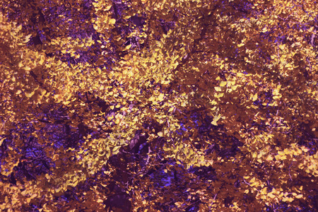 leaves on tree vibrant purple leafの写真素材