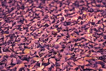 leaves vibrant purple leafの写真素材