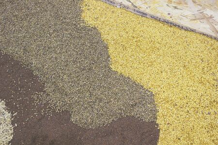 Agroculture Seedsの写真素材