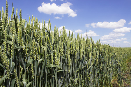 Wheat fieldの写真素材