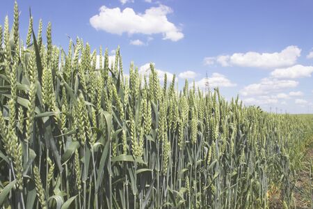 Wheat fieldの写真素材