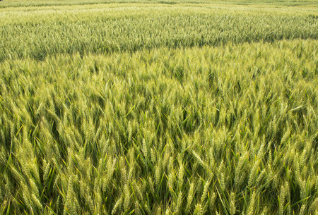 barley grain wheat fieldの写真素材