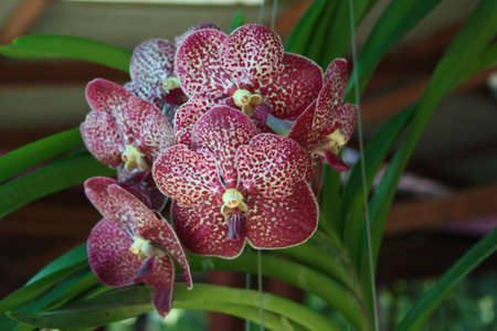 Orchid red