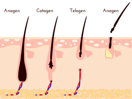 Hare care loss, life cycle of hair fall, vector illustration.のイラスト素材