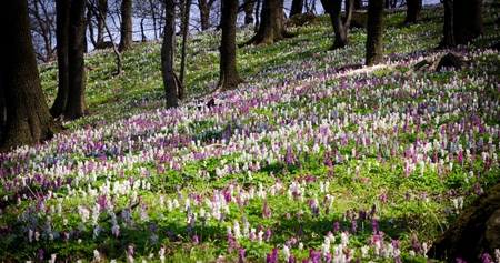 	Magic forest with coloured flowersの写真素材