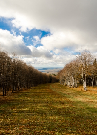 Autumn forest with cloudy skyの写真素材